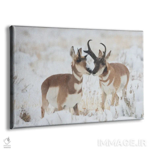 تابلو آهو شاخشانهای نر در حال خواستگاری از ماده در طوفان پاییز اثر کن آرچر - نمای پرسپکتیو محصول