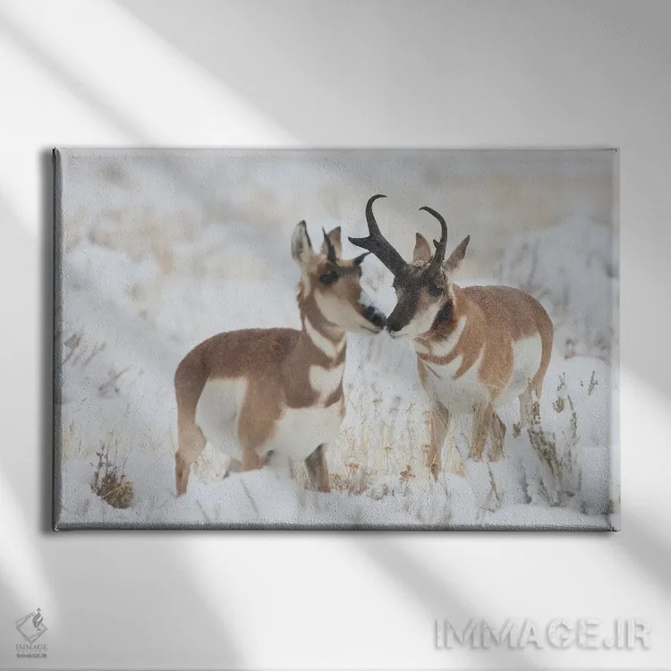 تابلو آهو شاخشانهای نر در حال خواستگاری از ماده در طوفان پاییز اثر کن آرچر - نمای روبهرو روی دیوار