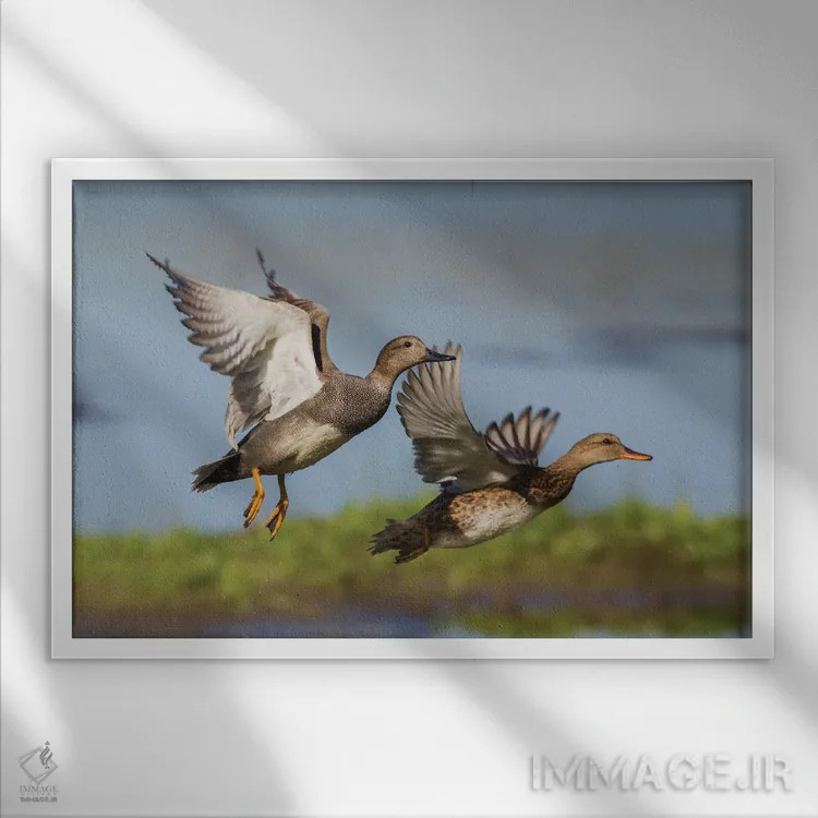 تابلو جفت اردک خواجهگی در حال پرواز اثر کن آرچر - نمای قابدار سفید