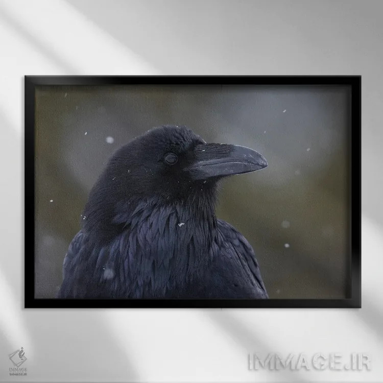 تابلو Winter Close-Up,کلاغ سیاه معمولی، نمای نزدیک زمستانی اثر کن آرچر - نمای قابدار مشکی