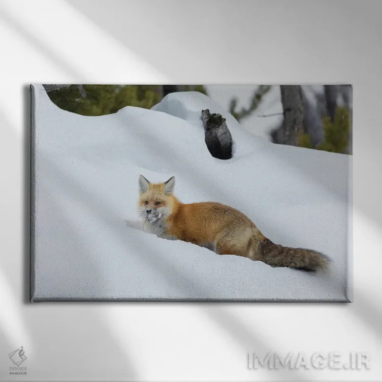 تابلو روباه قرمز با غذای پنهانشده اثر کن آرچر - نمای روبهرو روی دیوار