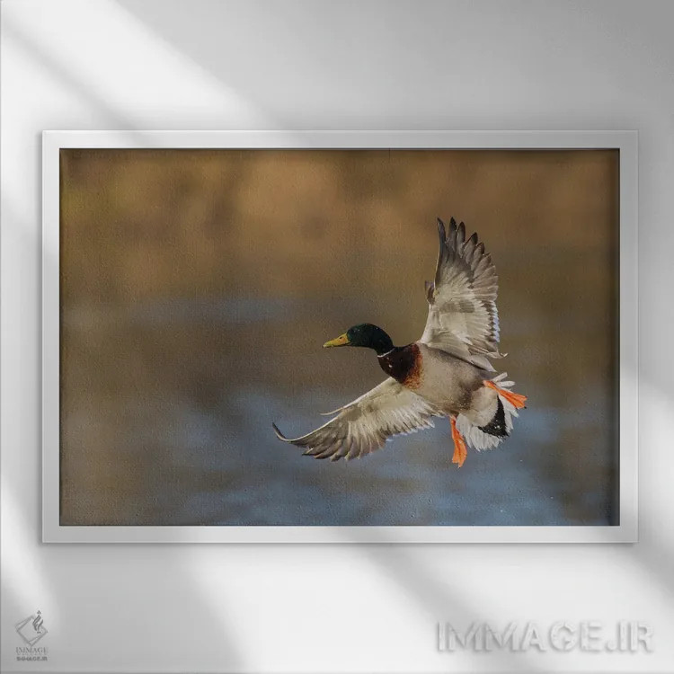 تابلو اردک سرسبز نر در حال فرود آمدن اثر کن آرچر - نمای قابدار سفید