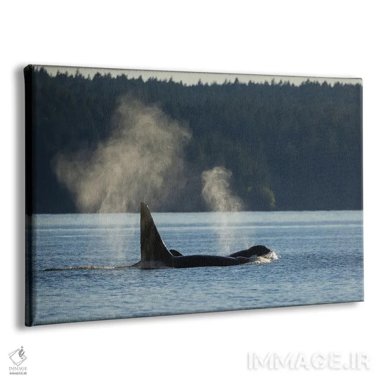 تابلو نهنگهای قاتل در حال بیرون آمدن از آب اثر کن آرچر - نمای پرسپکتیو محصول