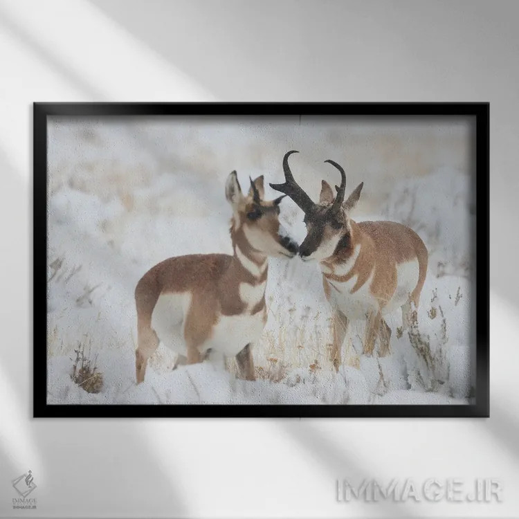 تابلو آهو شاخشانهای نر در حال خواستگاری از ماده در طوفان پاییز اثر کن آرچر - نمای قابدار مشکی