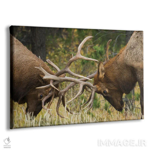 تابلو Sparring Bulls,گوزن شاخپهن کوهستان راکی، نرها در حال مبارزه اثر کن آرچر - نمای پرسپکتیو محصول