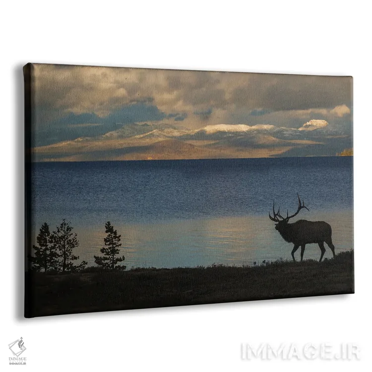 تابلو Wyoming, USA,سیلوئت گوزن نر در یلواستون، وایومینگ، آمریکا اثر کن آرچر - نمای پرسپکتیو محصول