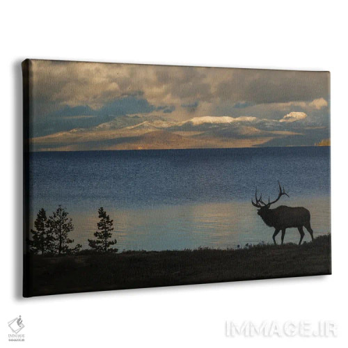 تابلو Wyoming, USA,سیلوئت گوزن نر در یلواستون، وایومینگ، آمریکا اثر کن آرچر - نمای پرسپکتیو محصول