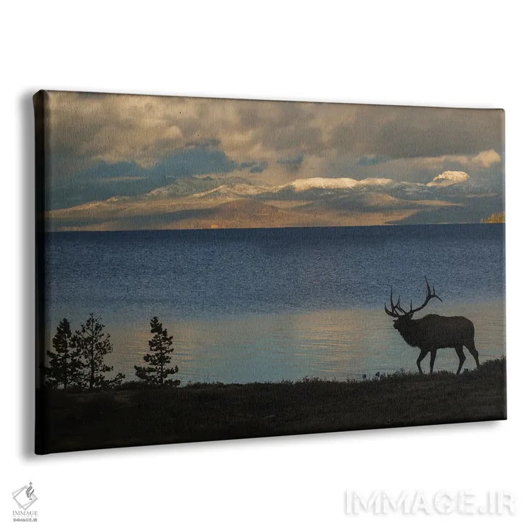 تابلو Wyoming, USA,سیلوئت گوزن نر در یلواستون، وایومینگ، آمریکا اثر کن آرچر - نمای پرسپکتیو محصول