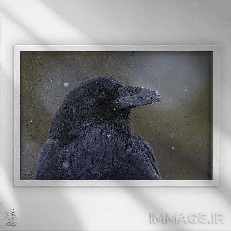 تابلو Winter Close-Up,کلاغ سیاه معمولی، نمای نزدیک زمستانی اثر کن آرچر - نمای قابدار سفید