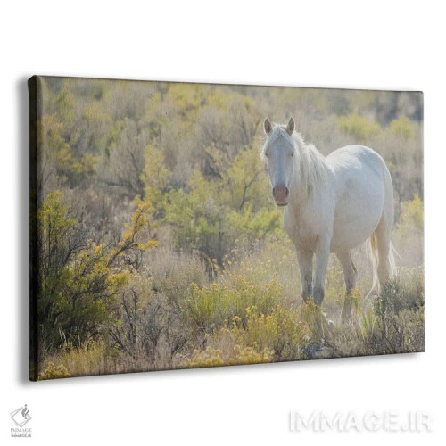 تابلو White Eyes,اسب وحشی با چشمان سفید اثر کن آرچر - نمای پرسپکتیو محصول