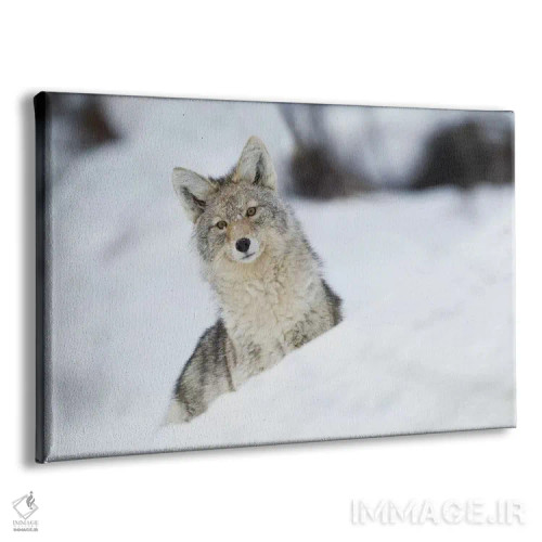 تابلو کایوت در زمستان اثر کن آرچر - نمای پرسپکتیو محصول