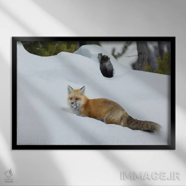 تابلو روباه قرمز با غذای پنهانشده اثر کن آرچر - نمای قابدار مشکی