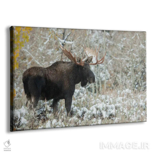 تابلو Autumn Snow,گوزن نر شیراس، برف پاییزی اثر کن آرچر - نمای پرسپکتیو محصول