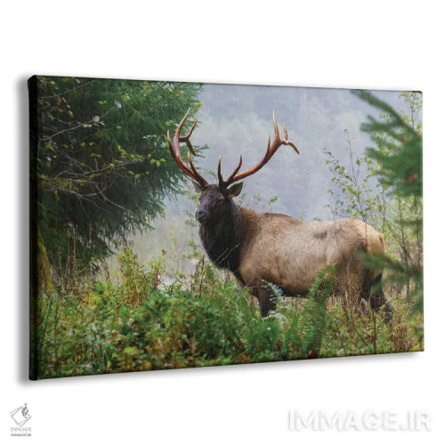 تابلو Pacific Northwest Rainforest II,گوزن شاخپهن روزولت نر، جنگل بارانی شمال غربی اقیانوس آرام ۲ اثر کن آرچر - نمای پرسپکتیو محصول