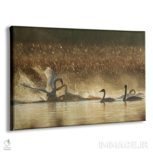 تابلو Oregon, Malheur National Wildlife Refuge, Trumpeter Swans, Territory Dispute,آمریکا، اورگن، پناهگاه حیات وحش مالور، قوهای ترامپتر، اختلاف منطقهای اثر کن آرچر - نمای پرسپکتیو محصول