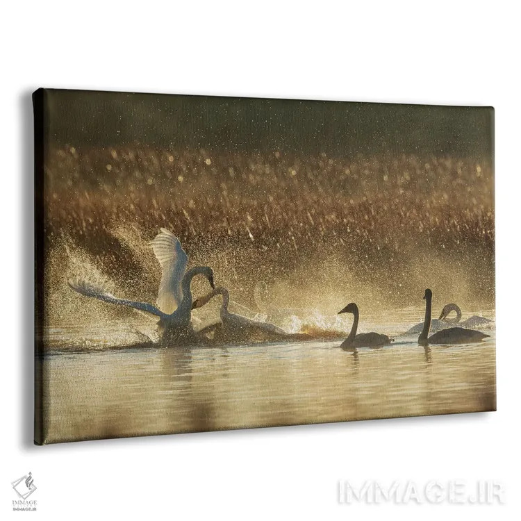 تابلو Oregon, Malheur National Wildlife Refuge, Trumpeter Swans, Territory Dispute,آمریکا، اورگن، پناهگاه حیات وحش مالور، قوهای ترامپتر، اختلاف منطقهای اثر کن آرچر - نمای پرسپکتیو محصول
