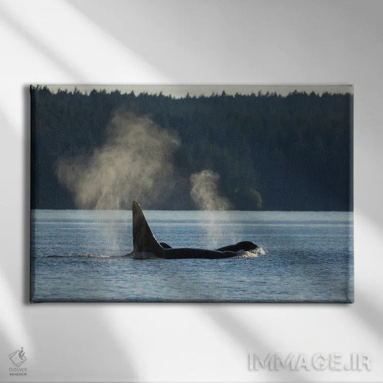تابلو نهنگهای قاتل در حال بیرون آمدن از آب اثر کن آرچر - نمای روبهرو روی دیوار