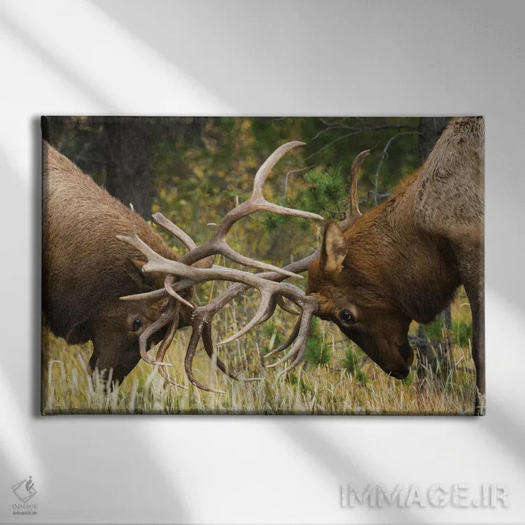 تابلو Sparring Bulls,گوزن شاخپهن کوهستان راکی، نرها در حال مبارزه اثر کن آرچر - نمای روبهرو روی دیوار