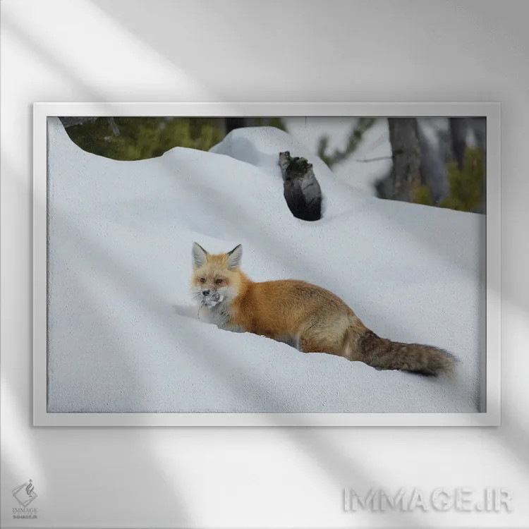 تابلو روباه قرمز با غذای پنهانشده اثر کن آرچر - نمای قابدار سفید