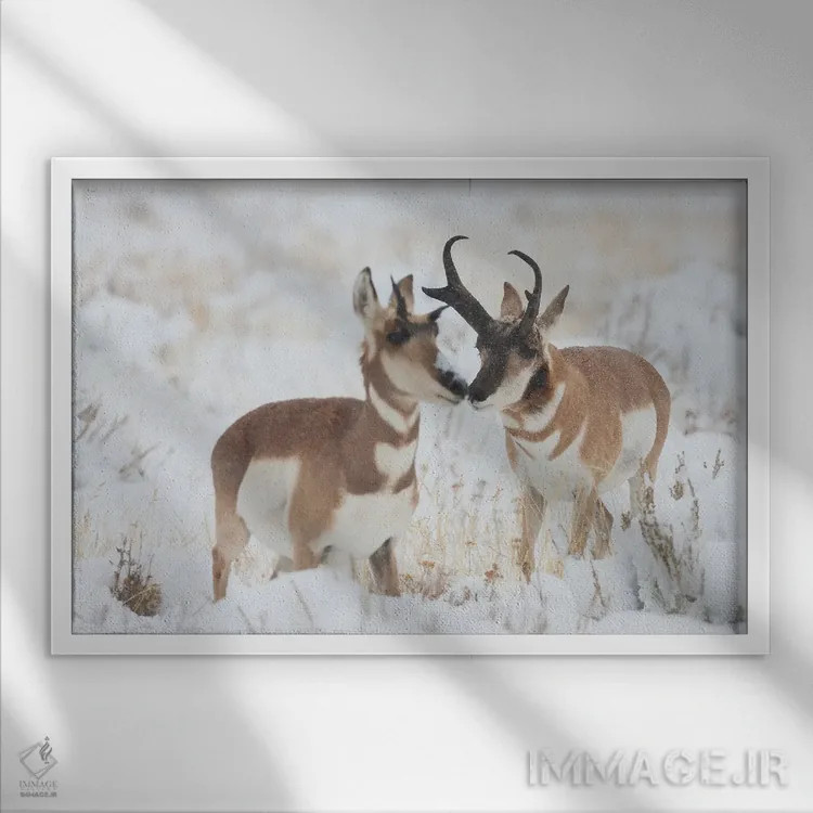 تابلو آهو شاخشانهای نر در حال خواستگاری از ماده در طوفان پاییز اثر کن آرچر - نمای قابدار سفید