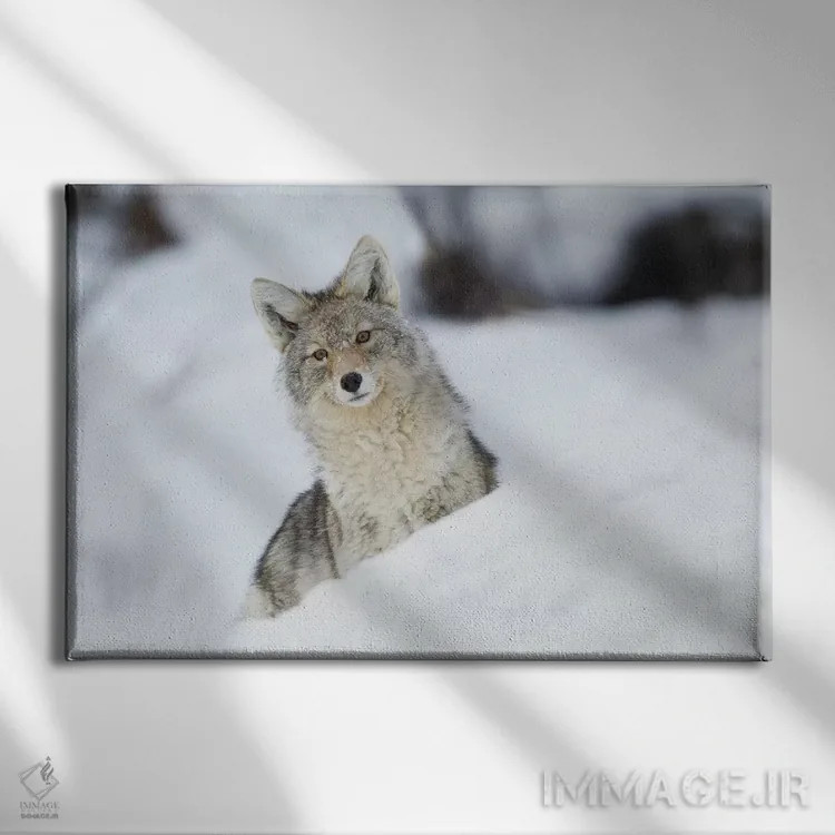 تابلو کایوت در زمستان اثر کن آرچر - نمای روبهرو روی دیوار