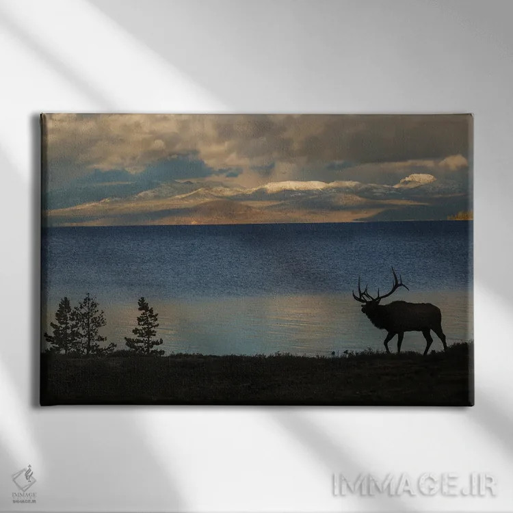 تابلو Wyoming, USA,سیلوئت گوزن نر در یلواستون، وایومینگ، آمریکا اثر کن آرچر - نمای روبهرو روی دیوار