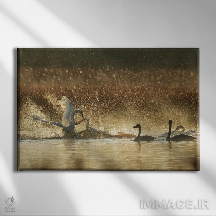 تابلو Oregon, Malheur National Wildlife Refuge, Trumpeter Swans, Territory Dispute,آمریکا، اورگن، پناهگاه حیات وحش مالور، قوهای ترامپتر، اختلاف منطقهای اثر کن آرچر - نمای روبهرو روی دیوار