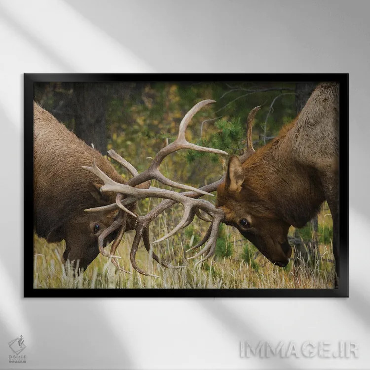 تابلو Sparring Bulls,گوزن شاخپهن کوهستان راکی، نرها در حال مبارزه اثر کن آرچر - نمای قابدار مشکی