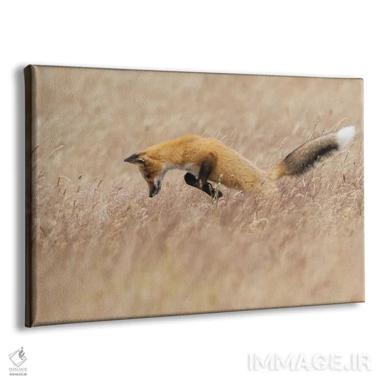 تابلو روباه قرمز جوان در شکار اثر کن آرچر - نمای پرسپکتیو محصول