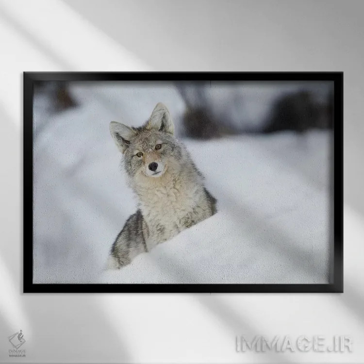 تابلو کایوت در زمستان اثر کن آرچر - نمای قابدار مشکی