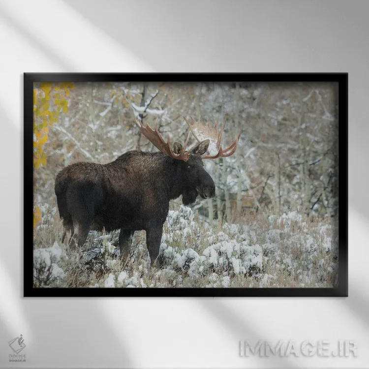 تابلو Autumn Snow,گوزن نر شیراس، برف پاییزی اثر کن آرچر - نمای قابدار مشکی