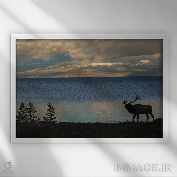 تابلو Wyoming, USA,سیلوئت گوزن نر در یلواستون، وایومینگ، آمریکا اثر کن آرچر - نمای قابدار سفید