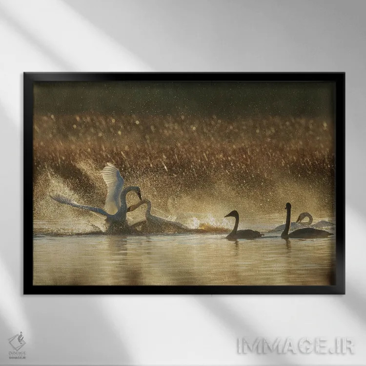 تابلو Oregon, Malheur National Wildlife Refuge, Trumpeter Swans, Territory Dispute,آمریکا، اورگن، پناهگاه حیات وحش مالور، قوهای ترامپتر، اختلاف منطقهای اثر کن آرچر - نمای قابدار مشکی