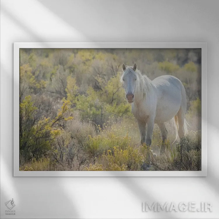 تابلو White Eyes,اسب وحشی با چشمان سفید اثر کن آرچر - نمای قابدار سفید