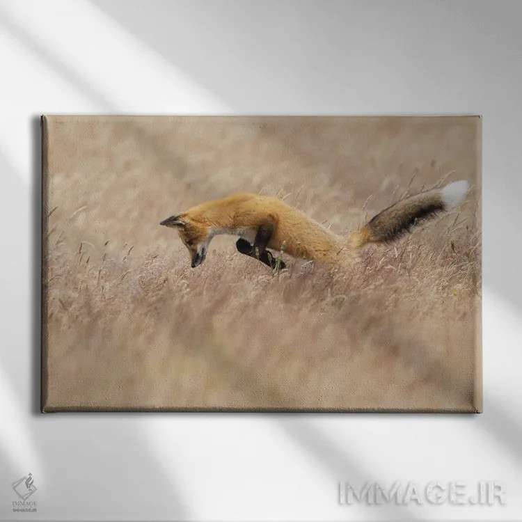 تابلو روباه قرمز جوان در شکار اثر کن آرچر - نمای روبهرو روی دیوار