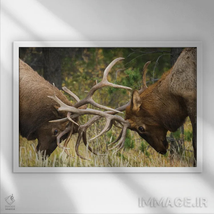 تابلو Sparring Bulls,گوزن شاخپهن کوهستان راکی، نرها در حال مبارزه اثر کن آرچر - نمای قابدار سفید