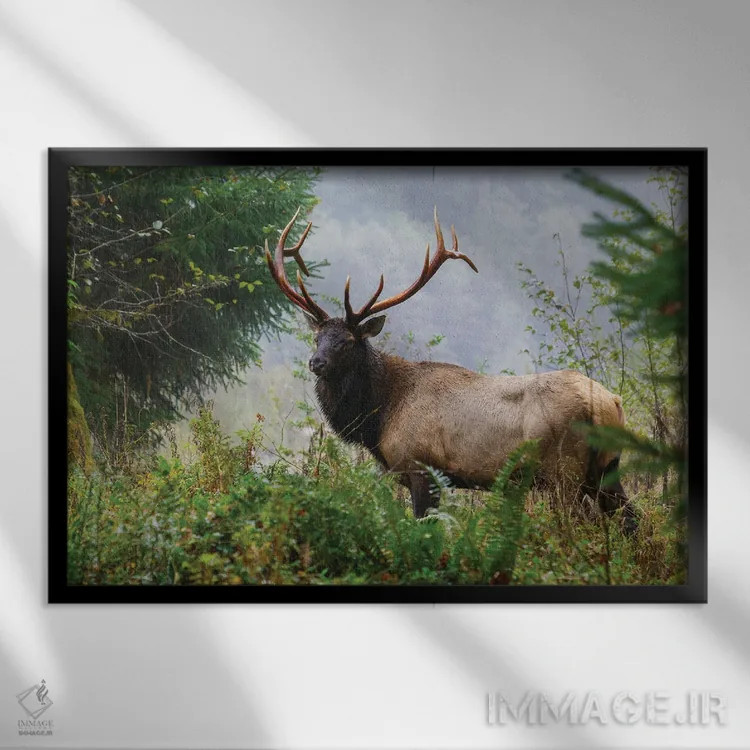 تابلو Pacific Northwest Rainforest II,گوزن شاخپهن روزولت نر، جنگل بارانی شمال غربی اقیانوس آرام ۲ اثر کن آرچر - نمای قابدار مشکی