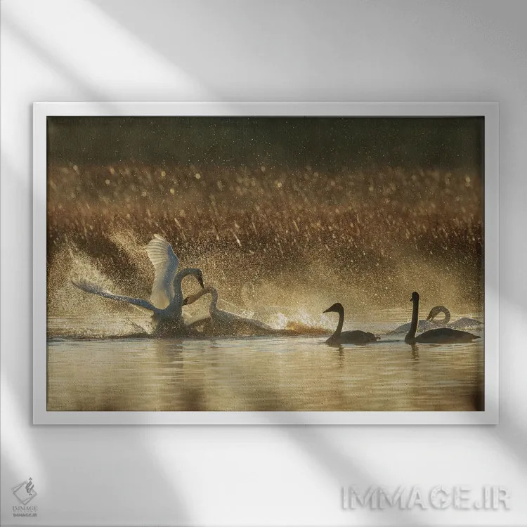 تابلو Oregon, Malheur National Wildlife Refuge, Trumpeter Swans, Territory Dispute,آمریکا، اورگن، پناهگاه حیات وحش مالور، قوهای ترامپتر، اختلاف منطقهای اثر کن آرچر - نمای قابدار سفید