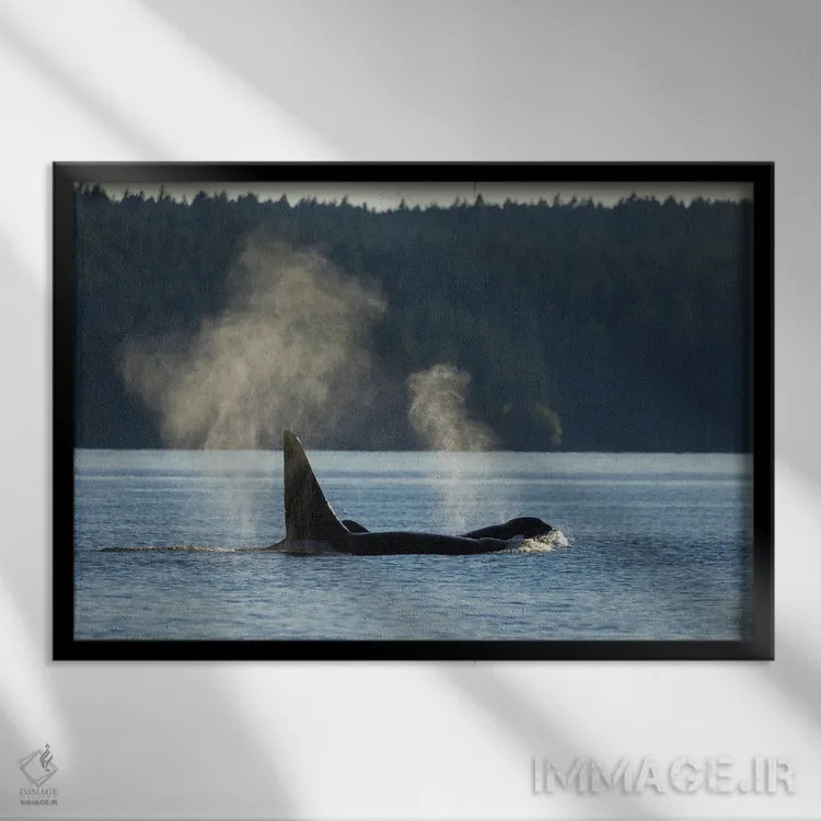 تابلو نهنگهای قاتل در حال بیرون آمدن از آب اثر کن آرچر - نمای قابدار مشکی