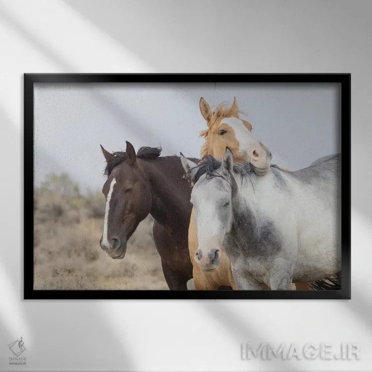 تابلو موستانگهای وحشی در حال استراحت اثر کن آرچر - نمای قابدار مشکی