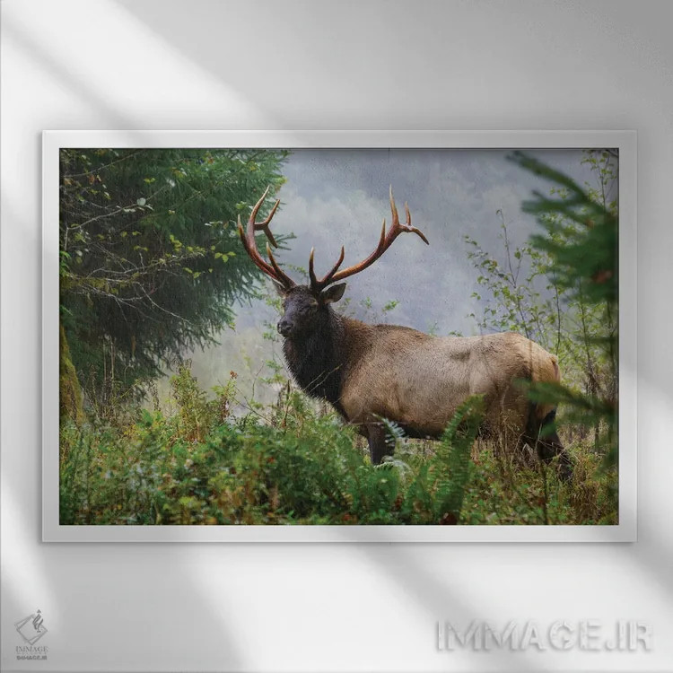 تابلو Pacific Northwest Rainforest II,گوزن شاخپهن روزولت نر، جنگل بارانی شمال غربی اقیانوس آرام ۲ اثر کن آرچر - نمای قابدار سفید