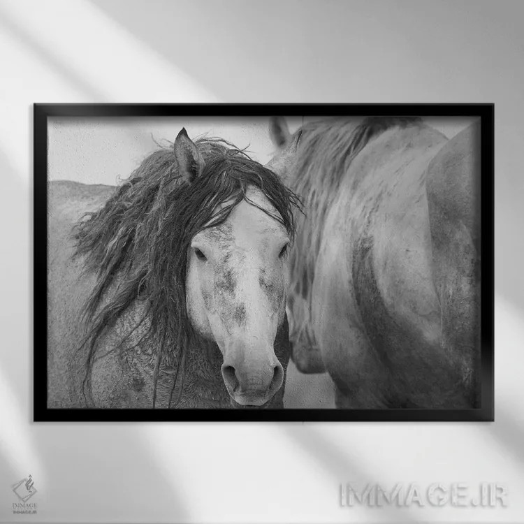 تابلو اسبهای نر موستانگ وحشی اثر کن آرچر - نمای قابدار مشکی