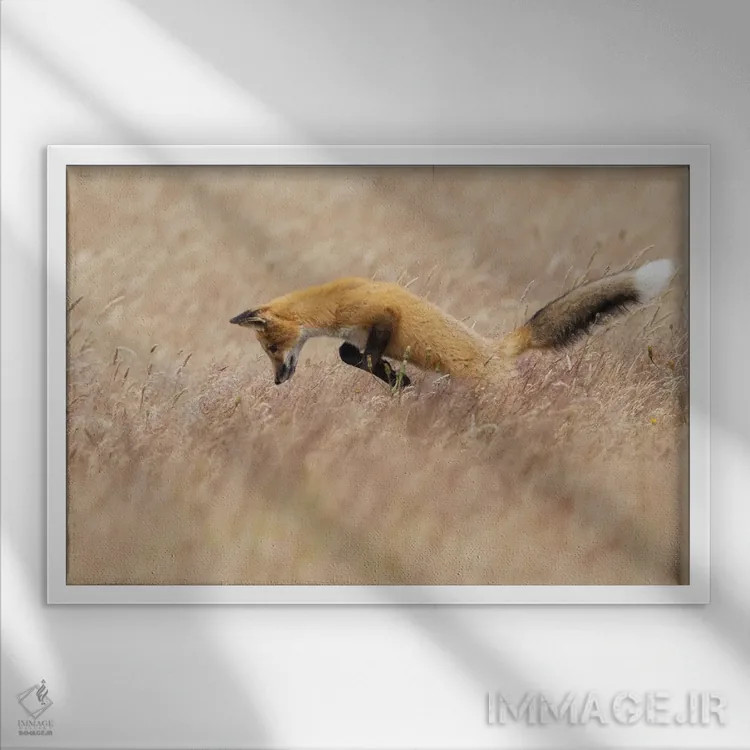 تابلو روباه قرمز جوان در شکار اثر کن آرچر - نمای قابدار سفید