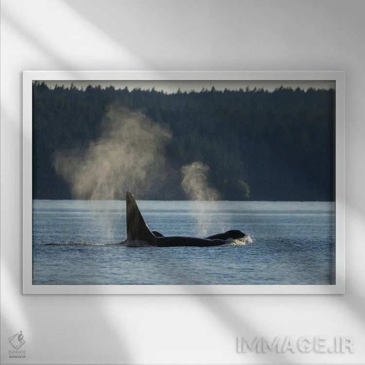 تابلو نهنگهای قاتل در حال بیرون آمدن از آب اثر کن آرچر - نمای قابدار سفید