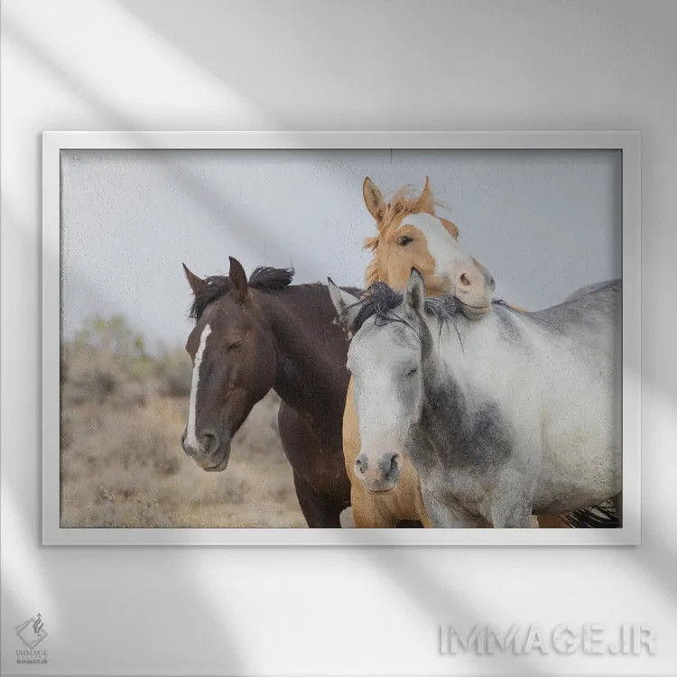 تابلو موستانگهای وحشی در حال استراحت اثر کن آرچر - نمای قابدار سفید