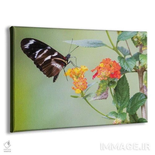 تابلو پروانه زیبایی که شهد و گرده در کوههای پرو جمع میکند اثر کن آرچر - نمای پرسپکتیو محصول