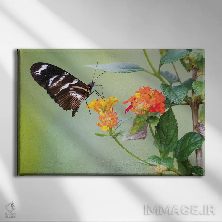 تابلو پروانه زیبایی که شهد و گرده در کوههای پرو جمع میکند اثر کن آرچر - نمای روبهرو روی دیوار