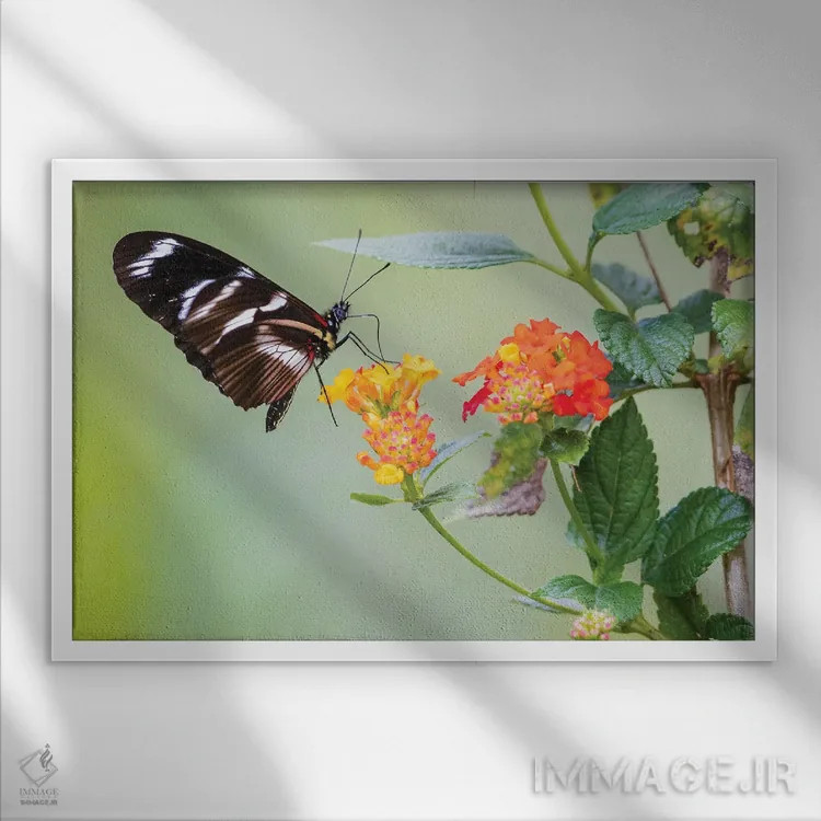 تابلو پروانه زیبایی که شهد و گرده در کوههای پرو جمع میکند اثر کن آرچر - نمای قابدار سفید