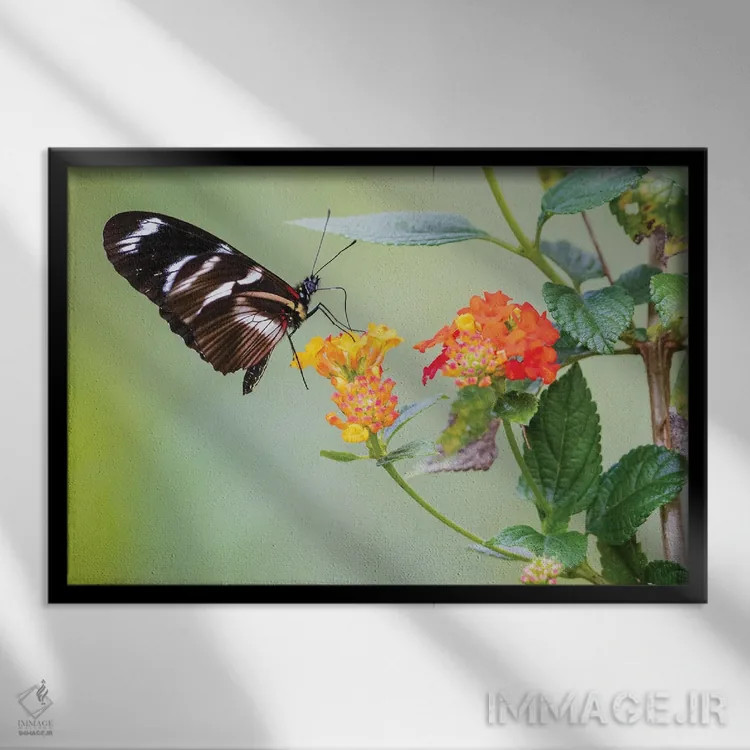 تابلو پروانه زیبایی که شهد و گرده در کوههای پرو جمع میکند اثر کن آرچر - نمای قابدار مشکی