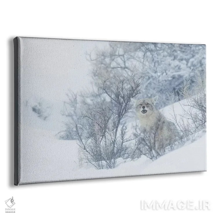 تابلو winter hiding spot,کایوت، پناهگاه زمستانی اثر کن آرچر - نمای پرسپکتیو محصول